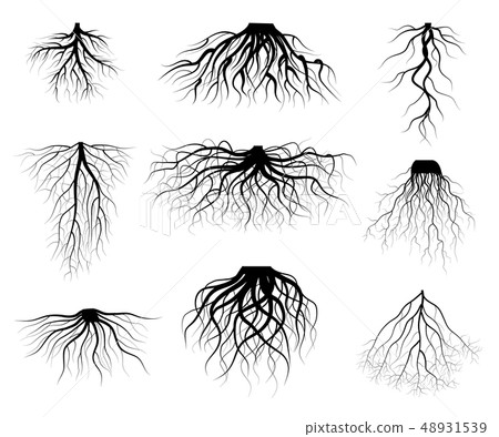Silhouette Black Tree Roots Various Types Shapes Set. Vector 48931539
