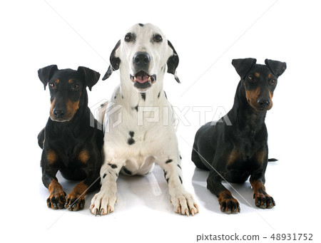 Manchester terriers and dalmatian Manchester terriers and dalmatian 48931752