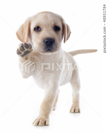 puppy labrador retriever 48931784