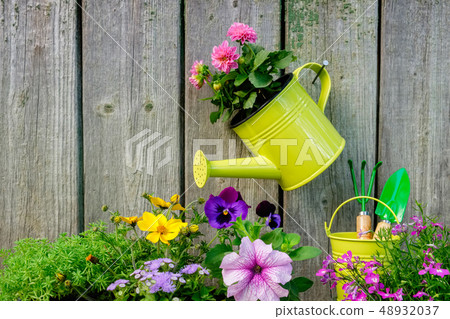 Seedlings of garden plants and flowers Seedlings of garden plants and flowers 48932037