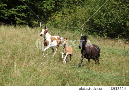 Amazing batch of horses on pasturage Amazing batch of horses on pasturage 48932324