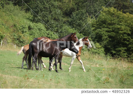 Amazing batch of horses on pasturage Amazing batch of horses on pasturage 48932326