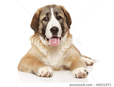 Central Asian Shepherd puppy resting on white Central Asian Shepherd puppy resting on white 48932971