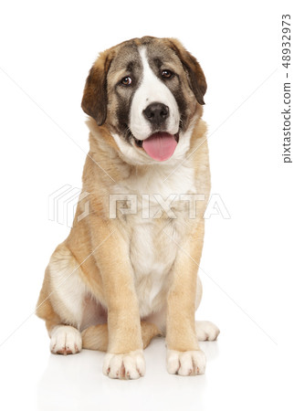 Young Central Asian Shepherd dog Young Central Asian Shepherd dog 48932973