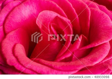 Scarlet rose bud. Scarlet rose bud. 48933098
