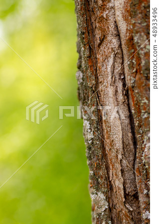thin trunk branch broken windmill covered thin trunk branch broken windmill covered 48933496