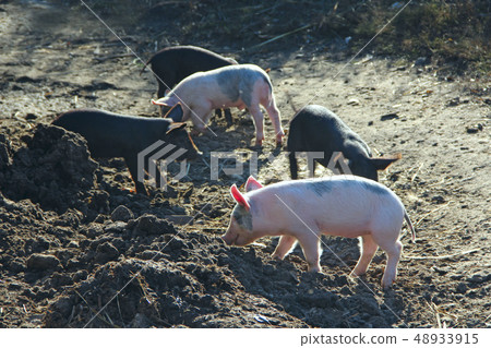 Piglets play and jolly run in farm yard 48933915