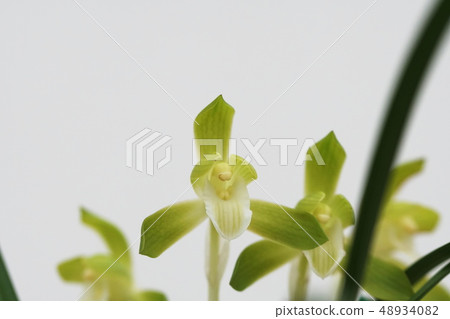 Spring orchid Spring orchid Cymbidium goeringii Spring orchid Spring orchid Cymbidium goeringii 48934082