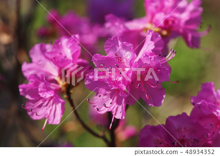Genkai杜鵑花Genkai杜鵑花Genkai杜鵑花 48934352
