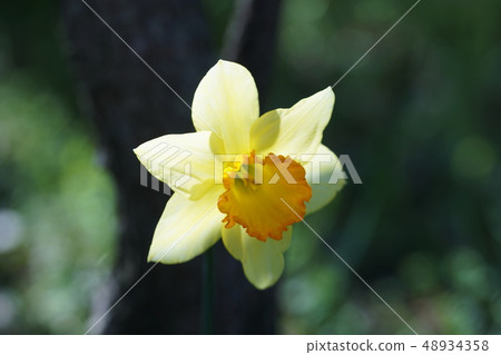 Narcissus Narcissus Narcissus Narcissus Narcissus Narcissus 48934358