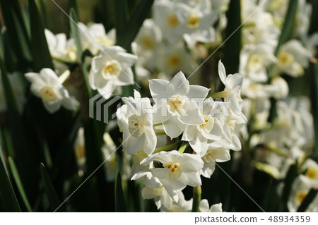 Narcissus Narcissus Narcissus Narcissus Narcissus Narcissus 48934359