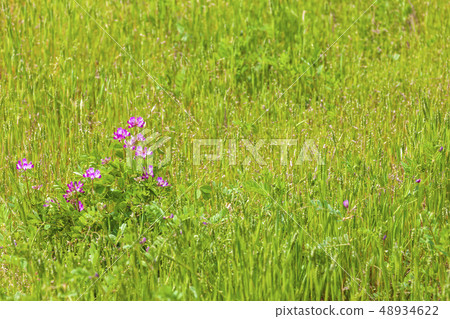Astragalus blooming in a rice field Astragalus blooming in a rice field 48934622