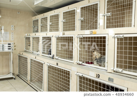 veterinary hospital cells for patients. Pets 48934660
