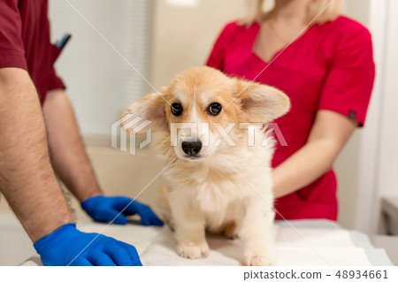 Veterinary doctors exam little corgi dog in 48934661