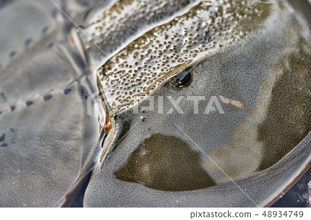 Macro photo of forepart of amazing horseshoe crab 48934749