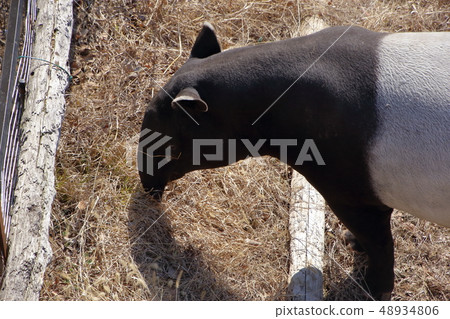 Malay Bac (Ma Goi / Tapirus indicus / Asian tapir) 48934806