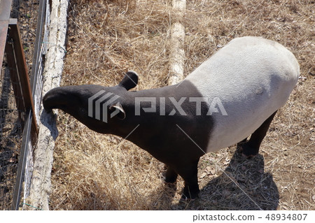 馬來Bac(Ma Goi / Tapirus indicus / Asian tapir) 馬來Bac(Ma Goi / Tapirus indicus / Asian tapir) 48934807