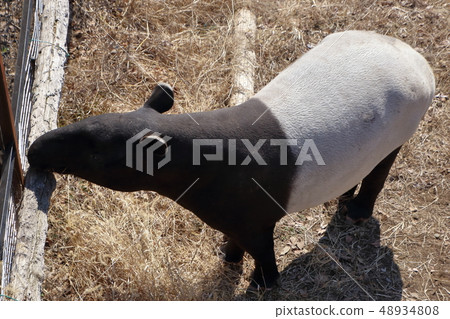 馬來Bac（Ma Goi / Tapirus indicus / Asian tapir） 48934808