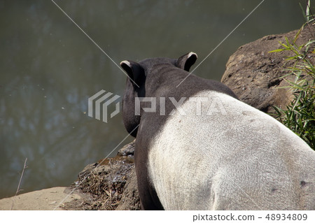 馬來Bac（Ma Goi / Tapirus indicus / Asian tapir） 48934809