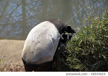 [Fixed Price] Murray Baku (Marai Baku / Tapirus indicus / Asian tapir) 48934829