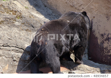 亞洲黑熊(Ursus thibetanus /亞洲黑熊) 亞洲黑熊(Ursus thibetanus /亞洲黑熊) 48934857
