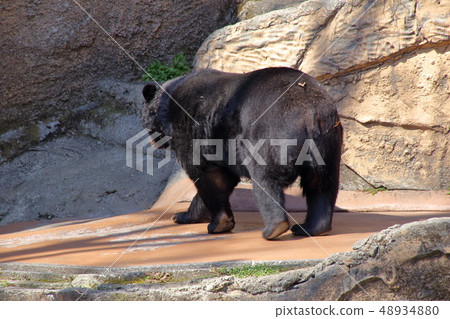 [固定量]亞洲黑熊（Ursus thibetanus /亞洲黑熊） 48934880