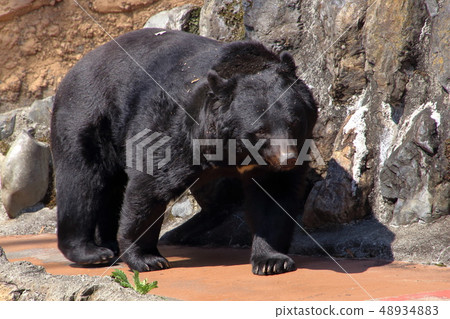 [Fixed amount] Asiatic black bear (Ursus thibetanus / Asian black bear) 48934883