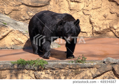 [固定量]亞洲黑熊（Ursus thibetanus /亞洲黑熊） 48934887