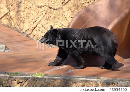 [固定量]亞洲黑熊（Ursus thibetanus /亞洲黑熊） 48934890