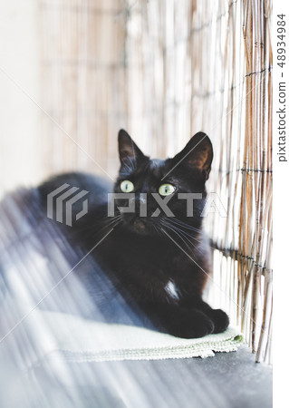 Black domestic cat enjoying morning sunlight. 48934984