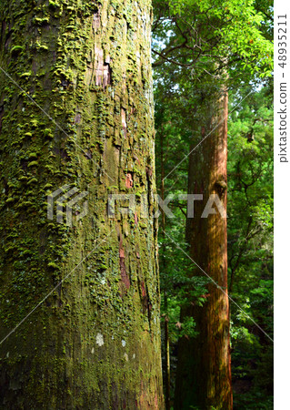 伊勢神宮的大杉 48935211