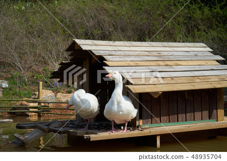 鵝,鳥,池塘 鵝,鳥,池塘 48935704