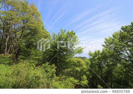 茨城山新鮮綠 茨城山新鮮綠 48935789