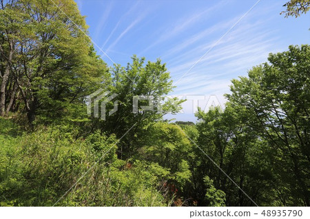 Ibarakiyama fresh green 48935790