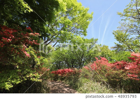 茨城山新鮮綠 茨城山新鮮綠 48935793