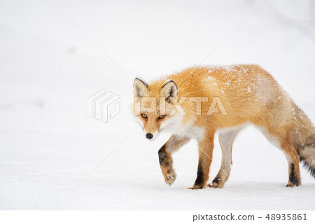 Kitakitsu on the snow 48935861