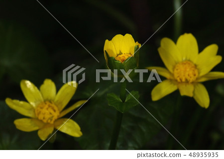 Nature plants Kikuzaki Ryukinka, flowers in early spring. The underside of the flowering petals is green! Nature plants Kikuzaki Ryukinka, flowers in early spring. The underside of the flowering petals is green! 48935935