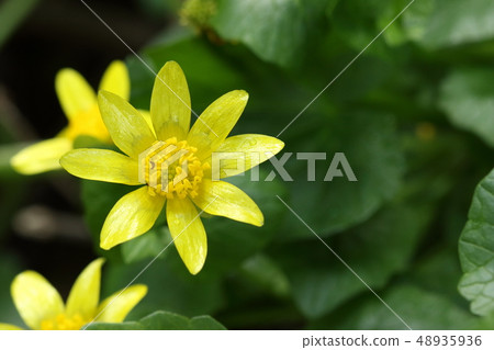 天然植物Kikuzaki Ryukinka，原產於歐洲。似乎有很多種內突變，但...... 48935936