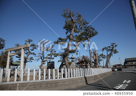 記錄當地的神社樹木 記錄當地的神社樹木 48935950
