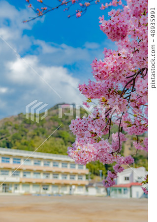學校建築和櫻花河津櫻桃春天形象 學校建築和櫻花河津櫻桃春天形象 48935991