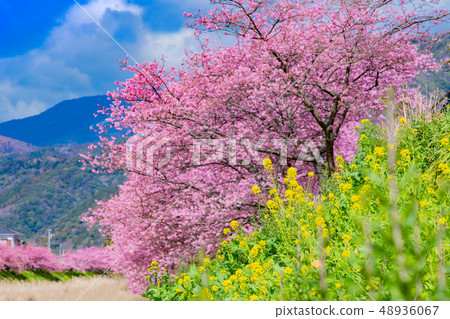 Kawazu Sakura和油菜花靜岡縣Kamo-gun Kawazu-cho Kawazu Sakura Festival Kawazu Sakura和油菜花靜岡縣Kamo-gun Kawazu-cho Kawazu Sakura Festival 48936067