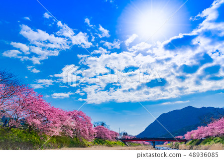 Kawazu Sakura Shizuoka Prefecture Kamo-gun Kawazu-cho Kawazu Sakura Festival Kawazu Sakura Shizuoka Prefecture Kamo-gun Kawazu-cho Kawazu Sakura Festival 48936085