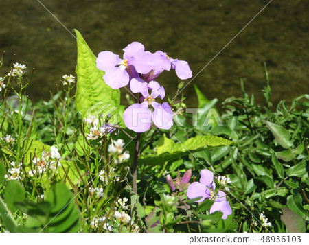 Flower radish Flower radish 48936103