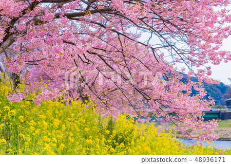 Kawazu Sakura Minami-Izu-cho, Kamo-gun, Shizuoka Prefecture Minami-no-Sakura and rape blossoms festival 48936171