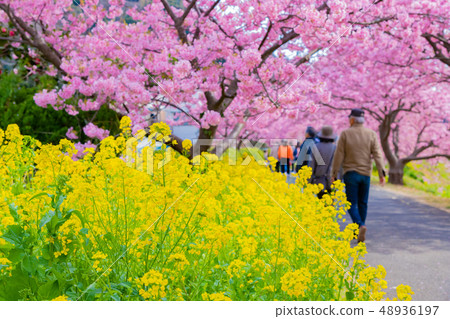 Kawazu Sakura Minami-Izu-cho, Kamo-gun, Shizuoka Prefecture Minami-no-Sakura and rape blossoms festival Kawazu Sakura Minami-Izu-cho, Kamo-gun, Shizuoka Prefecture Minami-no-Sakura and rape blossoms festival 48936197