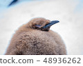 King penguin chick 48936262