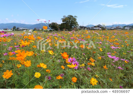 Cosmos of Fujiwara Kyo Cosmos of Fujiwara Kyo 48936697