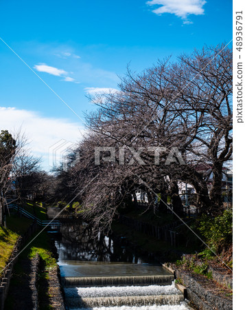 Kawagoe Shinkawagishi河在3月排行了藍天和在開花的2010.03前面的櫻花樹 Kawagoe Shinkawagishi河在3月排行了藍天和在開花的2010.03前面的櫻花樹 48936791