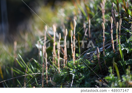 Tsukushi and Sunshine 48937147