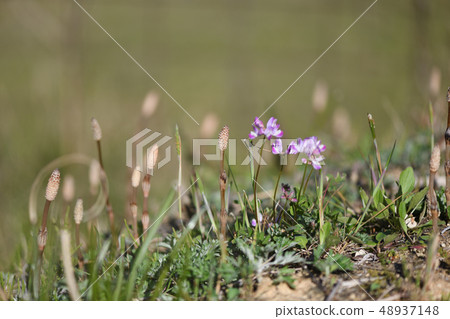 Tsukushi and Sunshine 48937148